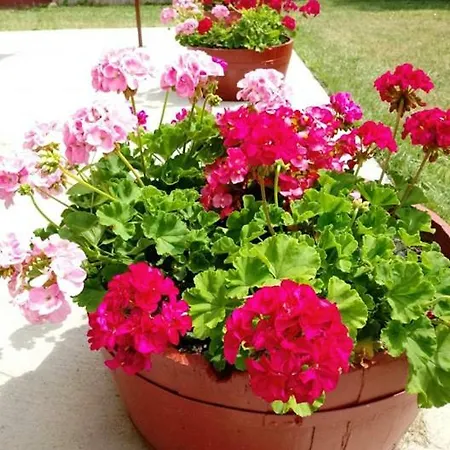 Oregano Vendeghaz Es Apartmanhaz Affittacamere Bogács